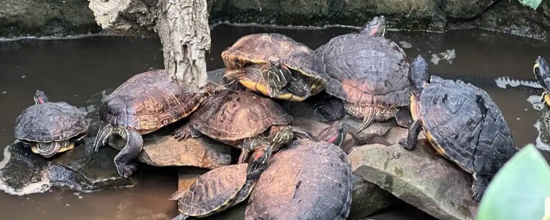 怎么治疗乌龟肠胃炎，暂停喂食并使用庆大霉素等药物