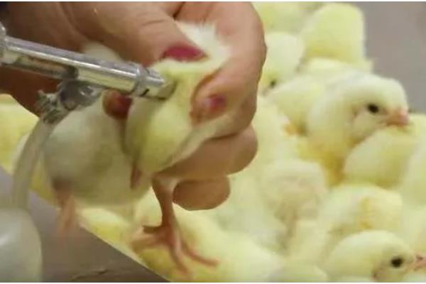 小鸡有没有饱腹感，吃饱后就不会进食