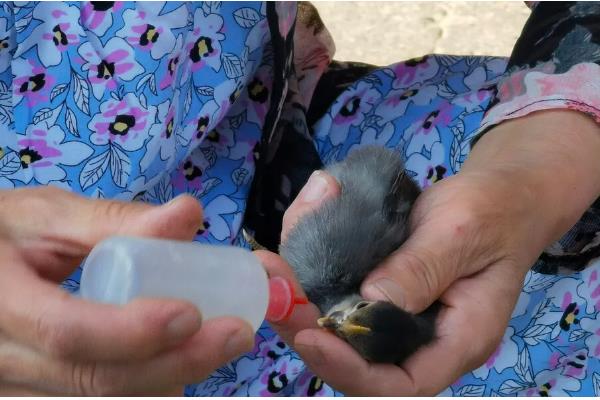小鸡有没有饱腹感，吃饱后就不会进食