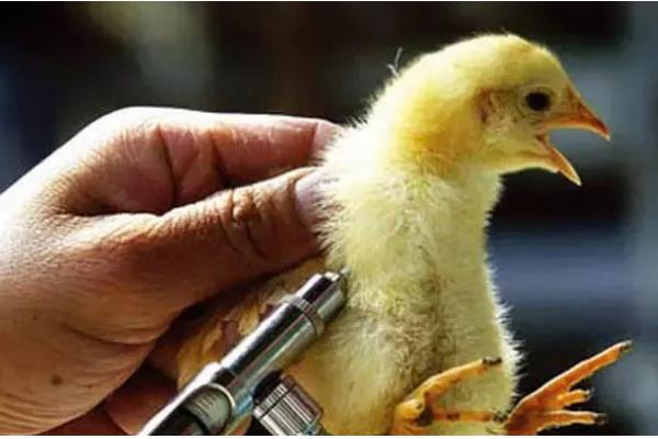 小鸡有没有饱腹感，吃饱后就不会进食