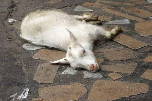 瘦弱羊怎么喂，精饲料与粗饲料可以互相结合