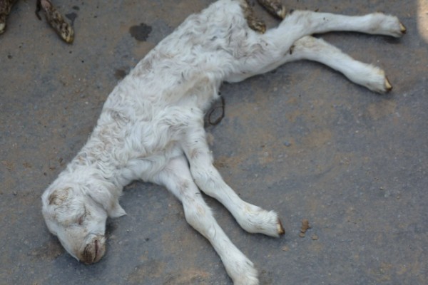 瘦弱羊怎么喂，精饲料与粗饲料可以互相结合