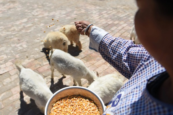 瘦弱羊怎么喂，精饲料与粗饲料可以互相结合