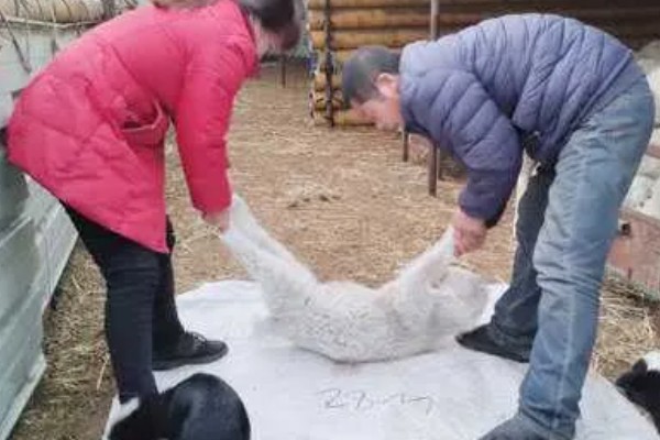 瘦弱羊怎么喂，精饲料与粗饲料可以互相结合