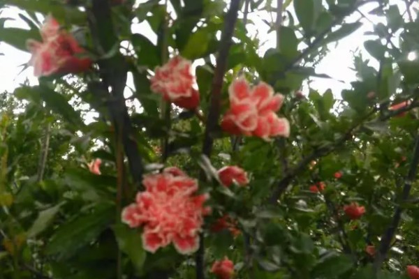 石榴树的开花节气，小满节气会开出花朵