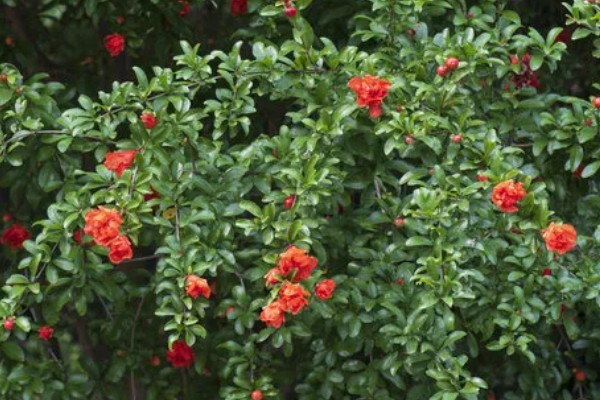 石榴树的开花节气，小满节气会开出花朵