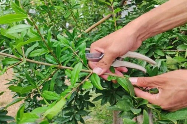 石榴树的开花节气，小满节气会开出花朵
