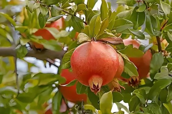 石榴树的开花节气，小满节气会开出花朵