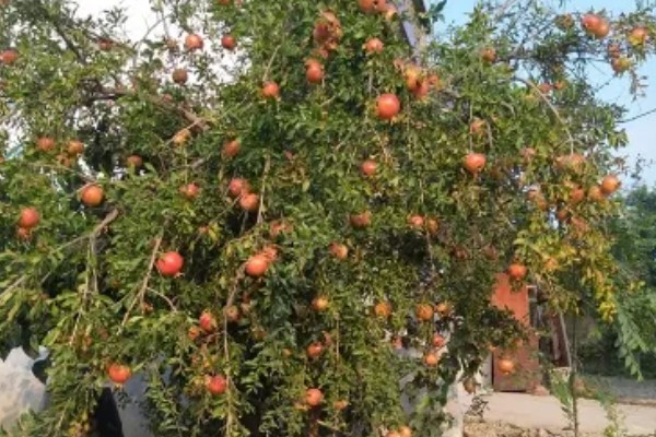 石榴树的开花节气，小满节气会开出花朵