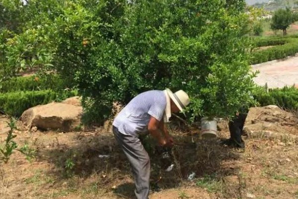 石榴树的开花节气，小满节气会开出花朵