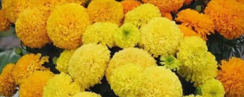 万寿菊与孔雀草的区别，花色和叶形均不同