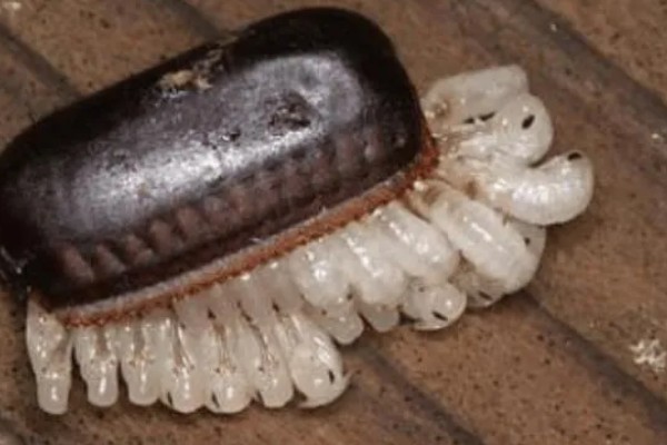 樱桃蟑螂的卵多久可以孵化，通常需要1个月左右