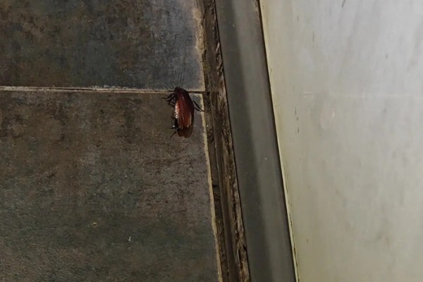 樱桃蟑螂的卵多久可以孵化，通常需要1个月左右