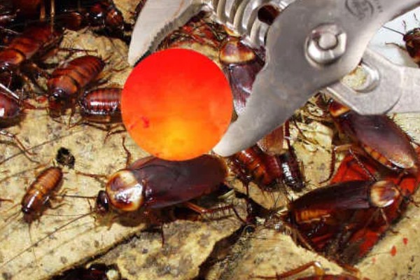 樱桃蟑螂的卵多久可以孵化，通常需要1个月左右
