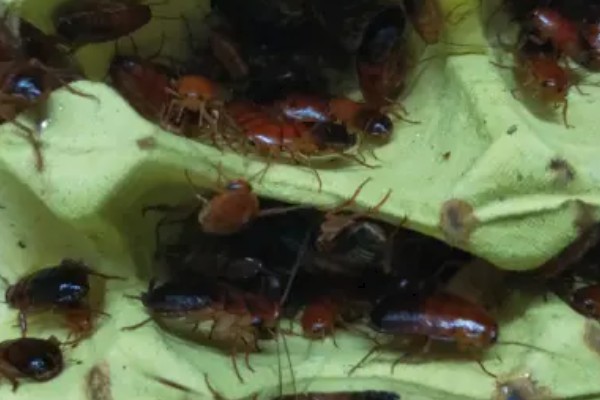 樱桃蟑螂的卵多久可以孵化，通常需要1个月左右