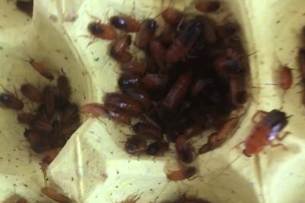樱桃蟑螂的卵多久可以孵化，通常需要1个月左右
