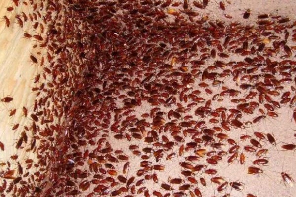 樱桃蟑螂的卵多久可以孵化，通常需要1个月左右