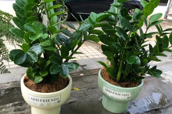 金钱树有毒如何处理，修剪时戴好手套和防护眼睛