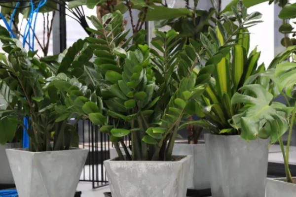 金钱树有毒如何处理，修剪时戴好手套和防护眼睛