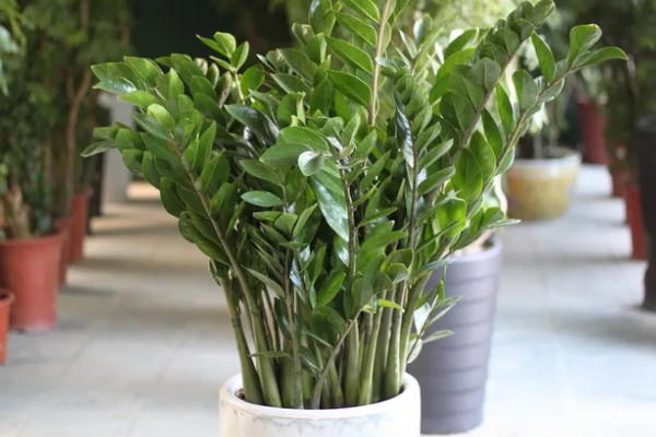 金钱树有毒如何处理，修剪时戴好手套和防护眼睛