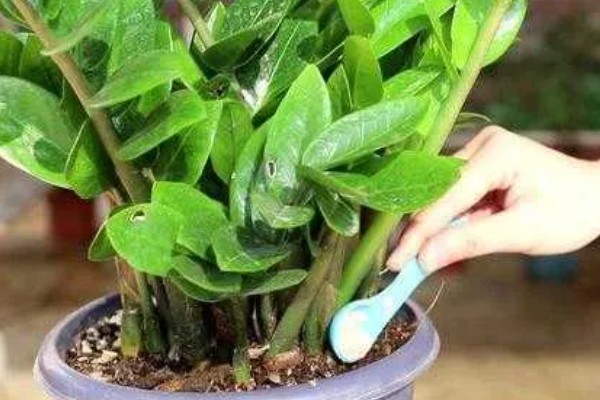 金钱树有毒如何处理，修剪时戴好手套和防护眼睛