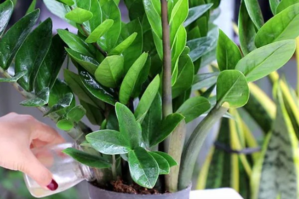 金钱树有毒如何处理，修剪时戴好手套和防护眼睛