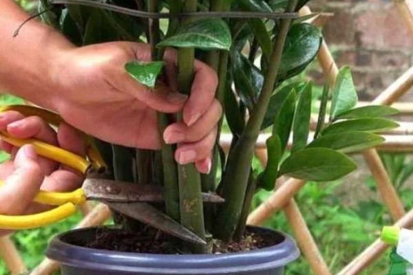 金钱树有毒如何处理，修剪时戴好手套和防护眼睛