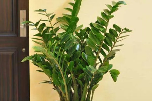 金钱树有毒如何处理，修剪时戴好手套和防护眼睛