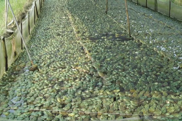 牛蛙最大可以长到几斤，最大可长到4斤左右