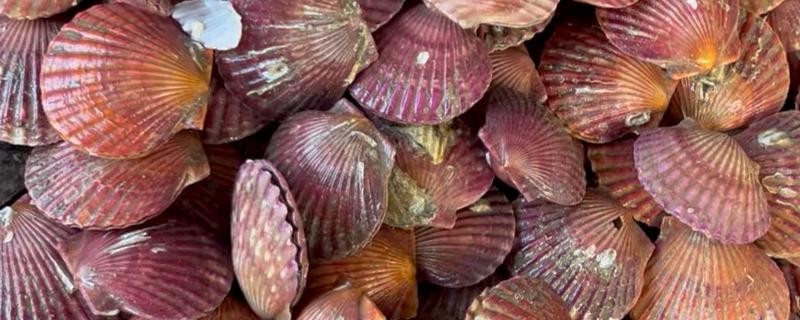常见可食用的贝类，常见的有扇贝、带子等