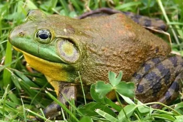 牛蛙最大可以长到几斤，最大可长到4斤左右