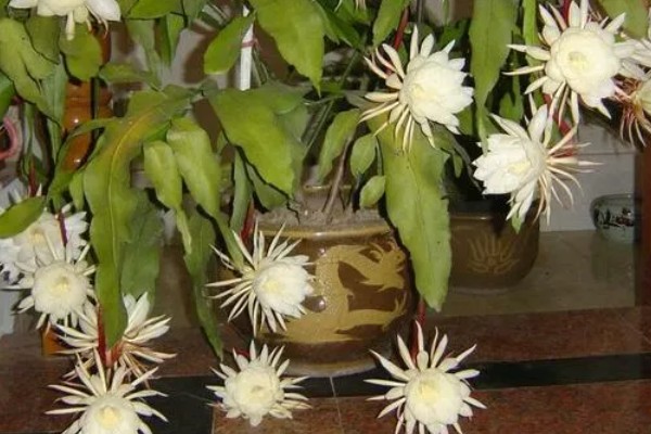 昙花的花语是什么，寓意永恒的爱、执着追求等