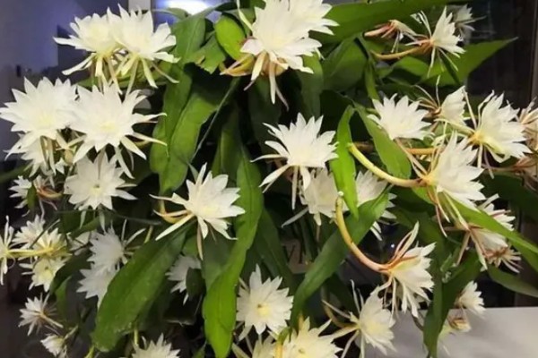 昙花的花语是什么，寓意永恒的爱、执着追求等