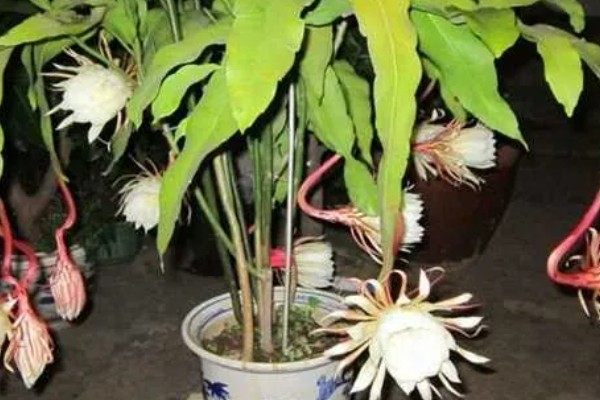 昙花的花语是什么，寓意永恒的爱、执着追求等