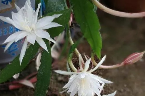 昙花的花语是什么，寓意永恒的爱、执着追求等