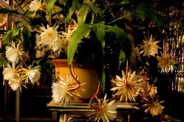 昙花的花语是什么，寓意永恒的爱、执着追求等