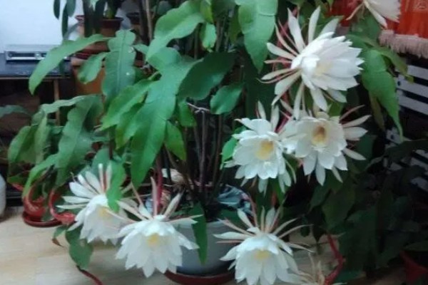 昙花的花语是什么，寓意永恒的爱、执着追求等