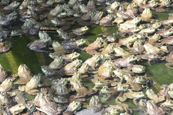 牛蛙最大可以长到几斤，最大可长到4斤左右