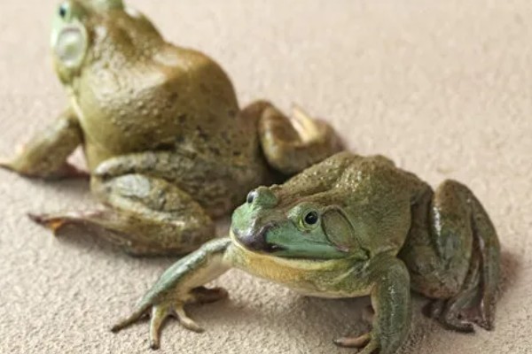 牛蛙最大可以长到几斤，最大可长到4斤左右