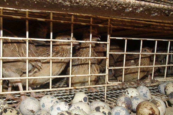 鹌鹑的养殖注意事项，温湿度调节很重要