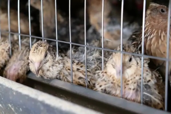 鹌鹑的养殖注意事项，温湿度调节很重要