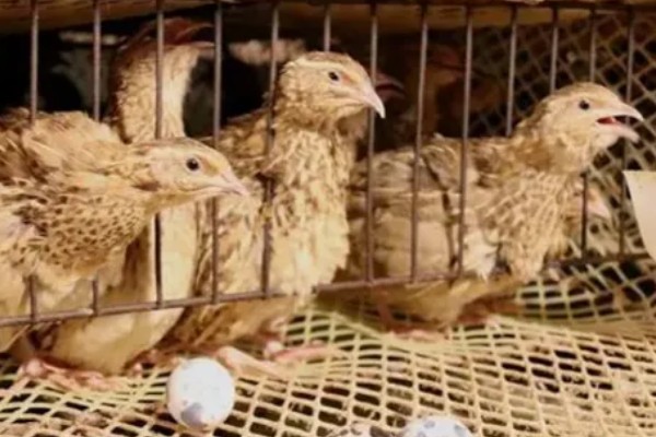 鹌鹑的养殖注意事项，温湿度调节很重要