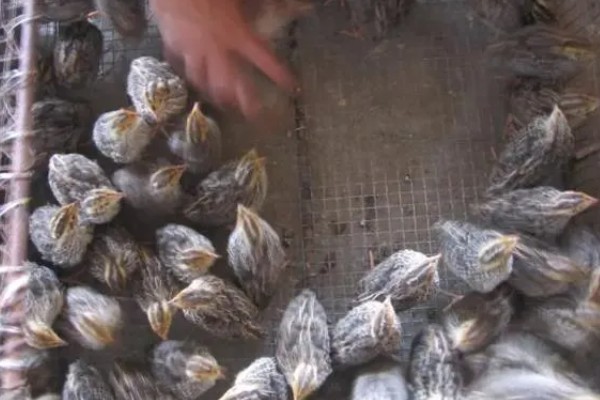 鹌鹑的养殖注意事项，温湿度调节很重要