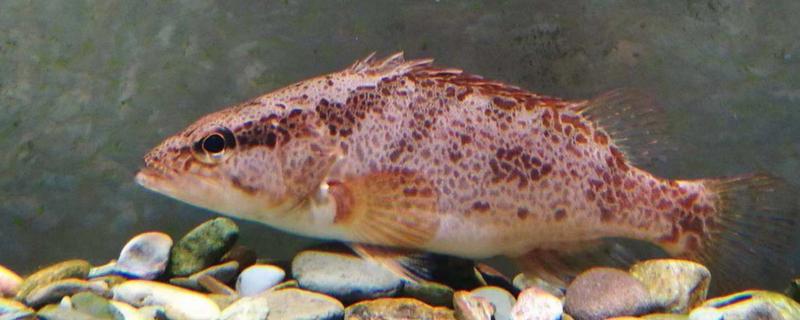 柳州鳜的特点，身体侧扁背缘呈浅弧形