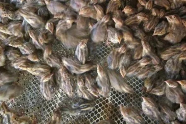 鹌鹑的养殖注意事项，温湿度调节很重要