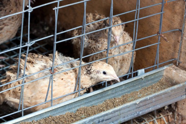 鹌鹑的养殖注意事项，温湿度调节很重要