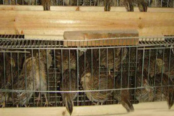 鹌鹑的养殖注意事项，温湿度调节很重要