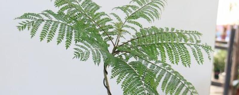 蓝楹花与蓝花楹的区别，二者没有区别