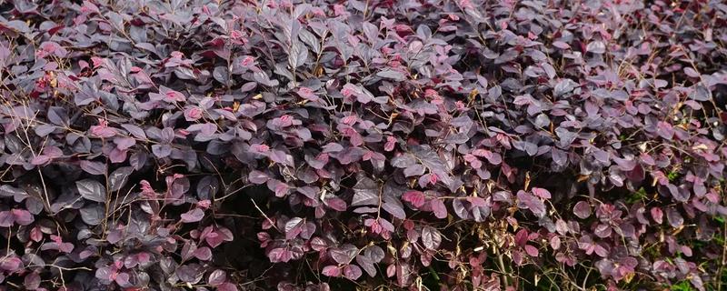 红花檵木为何叶子干枯，常见土壤碱化、浇水或施肥过多等原因