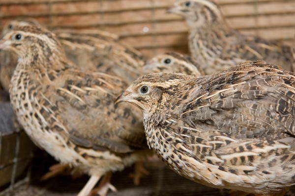 鹌鹑的养殖注意事项，温湿度调节很重要